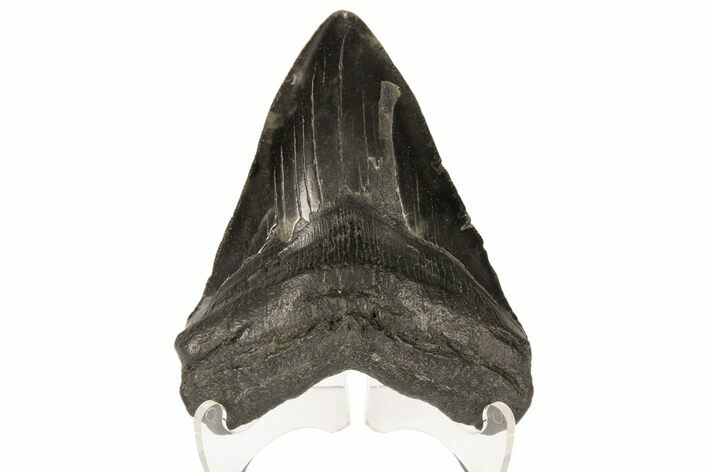 Fossil Megalodon Tooth - Georgia #80050